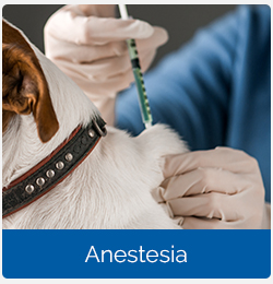 Home - Half Banner - Anestesia