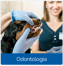 Home - Half Banner - Odontologia