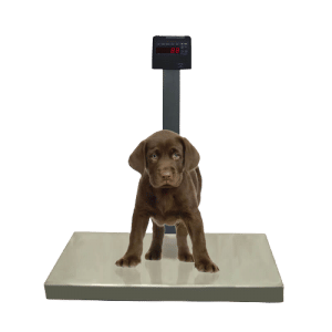 Balança digital veterinária plataforma grande em aço inox com coluna